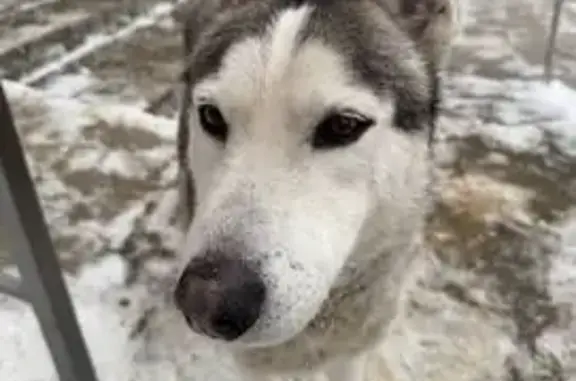Найдена собака, Воронеж, фото: Найден собака, мужской, улица Шукшина, 19, Воронеж