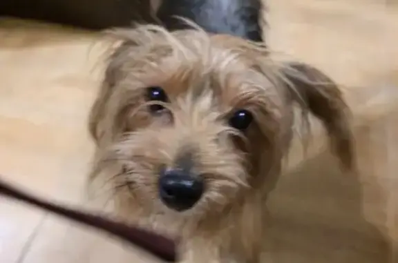 Найдена собака, Яблоновский, фото: Найдена собака, женская, улица Чуца, 10/1, Яблоновский - йоркширский терьер с салатовым ошейником