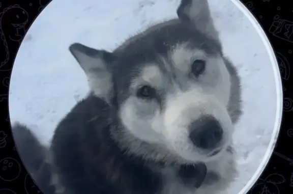 Пропала собака, Российская улица, 70, Абакан - взрослая хаски с белой шерстью - photo