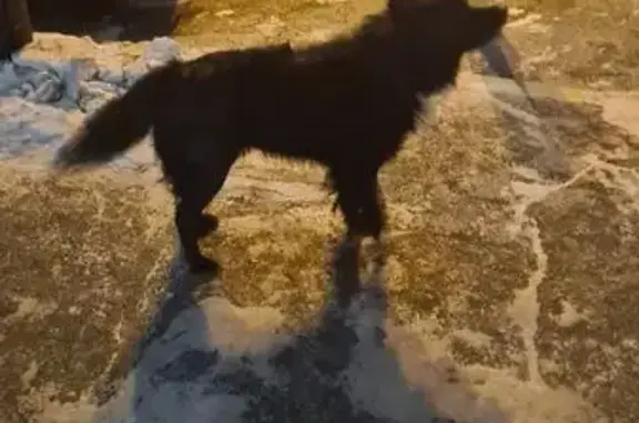 Найденные животные Иркутск, фото: Найдена собака, улица Пискунова, 131/3, Иркутск - чёрная с белым пятном на груди