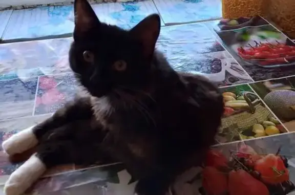 Пропал кот, улица Правды, 8, Весьегонск - с коротким хвостиком - photo