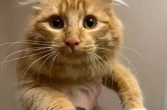 Найденные животные Вязьма, фото: Найдена кошка, улица Богдана Хмельницкого, 10, Вязьма - рыжая пушистая с желтым ошейником