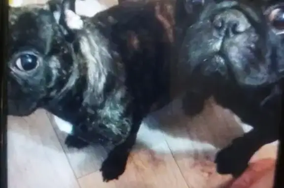 Пропал собака, улица Командира Рудь, 32, Волгоград - мальчик мопс чёрный - photo