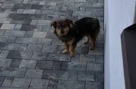 Пропал собака, Абинск, Краснодарский край - молодой, черный с коричневым окрасом - photo