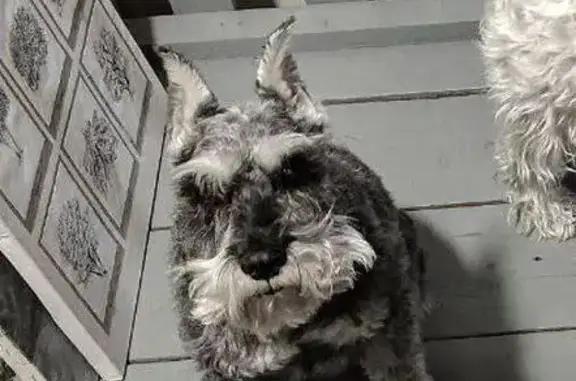 Собаки потеряшки, Чита, фото: Потеряшка собака, Чита, Забайкальский край - цвергшнауцер, окрас перец с солью