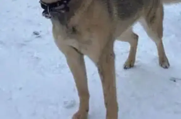 Пропала собака, женский пол, улица Климова, Ногинск - рыжая с бордовым ошейником - photo
