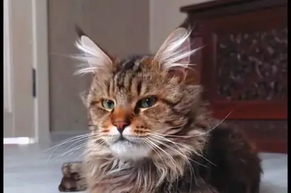 Пропал кот, улица Некрасова, Ахтырское - кастрированный мейн-кун - photo