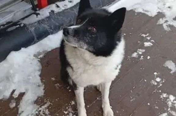 Найдена собака, Юрлово, фото: Найдена собака, Юрлово, Московская область - черно-белая, воспитанная