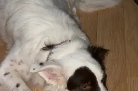 Найдена собака, Ростов-на-Дону, фото: Найден собака, мужской, Каширская улица, 6, Ростов-на-Дону