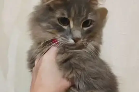 Найдена кошка, Сергиев Посад, фото: Найдена кошка, проспект Красной Армии, 240, Сергиев Посад - полосатая с красным ошейником