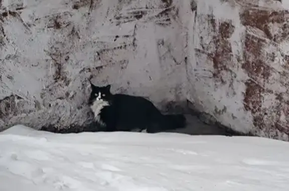 Найдена кошка, Барнаул, фото: Найдена кошка, улица Солнечная Поляна, 43, Барнаул - черно-белая