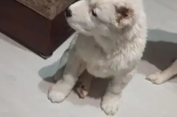 Найдена собака, Уфа, фото: Найден щенок алабая, Уфимское шоссе, Уфа