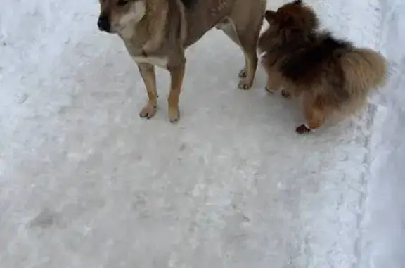 Найдена собака, Котельники, фото: Найден собака, Новоегорьевское шоссе, Котельники - молодой и не агрессивный