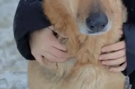 Пропала собака, женская, улица Вологина, 4, городской округ Октябрьск - коричневая помесь с овчаркой - photo