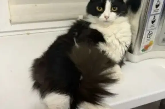 Пропал кот, Оружейная улица, 56, Тула - очень добрый и пугливый - photo