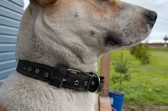 Пропала собака, женская, алабай бело-рыжий, Большеврудское сельское поселение, Ленинградская область - photo