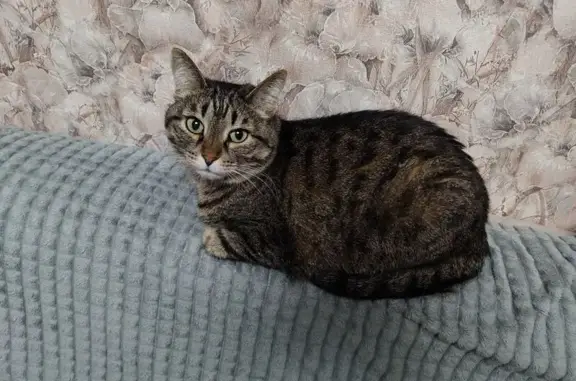 Пропала кошка, Ласьвинская улица, 74А, Пермь - photo