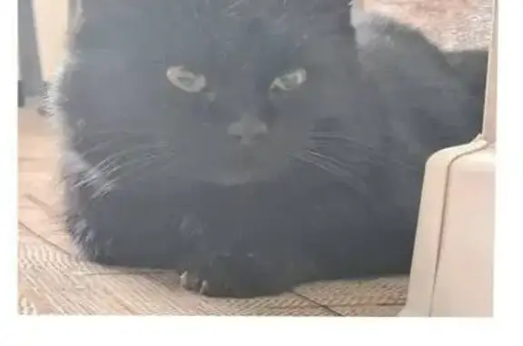 Найденные животные Барнаул, фото: Найдена кошка, мужской, Павловский тракт, 188, Барнаул - черный, к лотку приучен