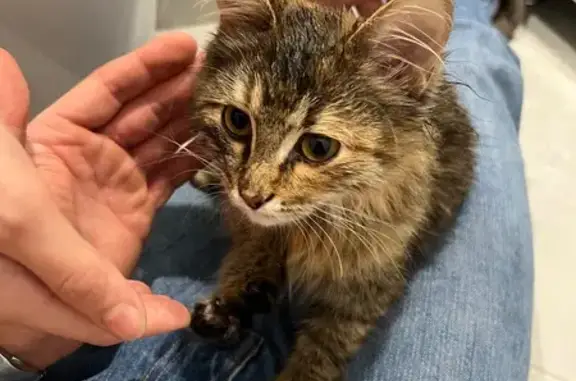 Найдена кошка, Высокая Гора, фото: Найдена кошка, Высокая Гора, Татарстан