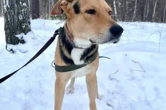 Собаки потеряшки, Белоярский, фото: Потеряшка собака, улица Ленина, Белоярский - крупный метис в брезентовом ошейнике