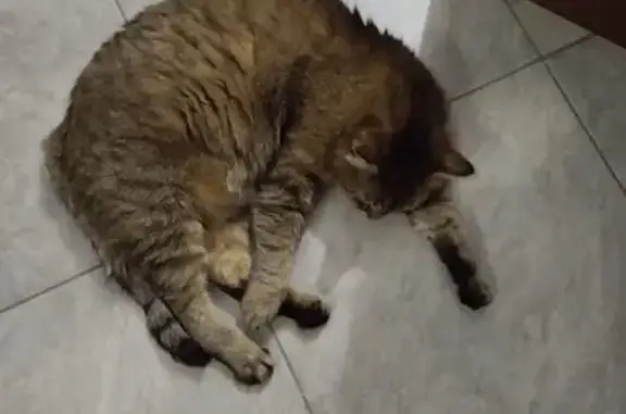 Пропал кот, Нахимовский переулок, 7, Воронеж - серый с коричневым оттенком - photo