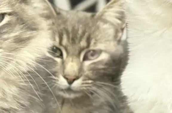 Пропал кот, улица Добровольского, Ростов-на-Дону - серый в медицинском воротнике - photo