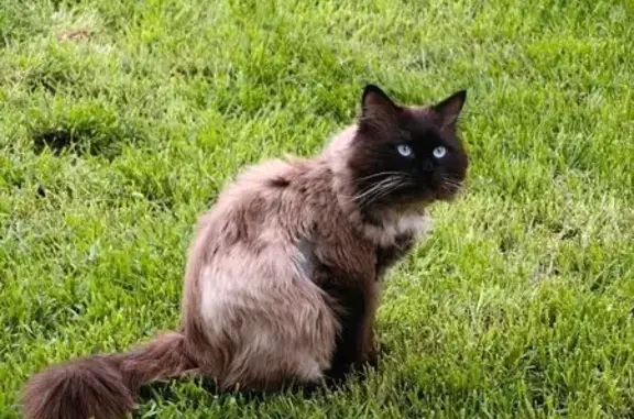 Пропала кошка, Весенняя улица, 8, Анапа - photo