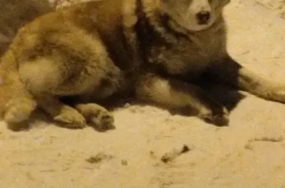 Найдена собака, Томилино, фото: Найден собака, мужской, улица Островского, 23/2, Томилино - рыжий с белым