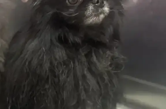 Пропала собака, женский пол, улица Проходчиков, Москва - черный окрас с седой мордой - photo