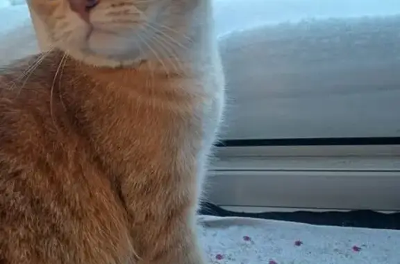 Пропала кошка, Дружинная улица, 8, Казань - молодая кошечка - photo