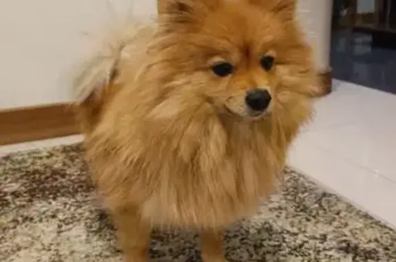 Найдена собака, Сочи, фото: Найдена собака, Космическая улица, 110В, Волковка, Сочи - рыжая девочка, ручная