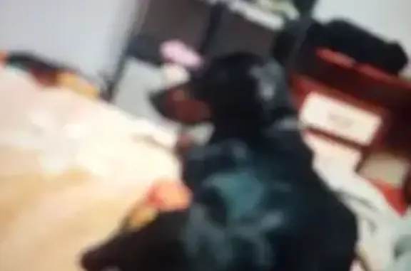 Пропал собака, улица Валентины Терешковой, городской округ Липецк - такса с ошейником - photo