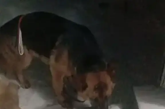 Бегала по улице, прибилась к моим собакам