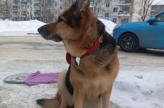 Найдена собака, Орехово-Зуево, фото: Найдена собака, женская, улица Саввы Морозова, Орехово-Зуево