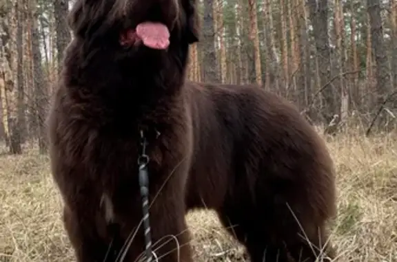 Пропала собака, улица Макаренко, 9, Тула - шоколадный ньюфаундленд, очень добрая девочка - photo