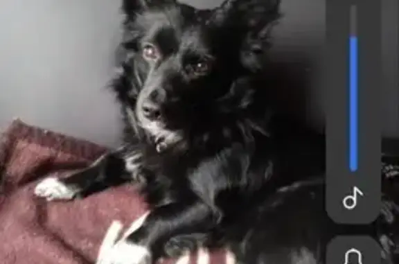 Пропал собака, Звёздная улица, 21, Калининград - photo