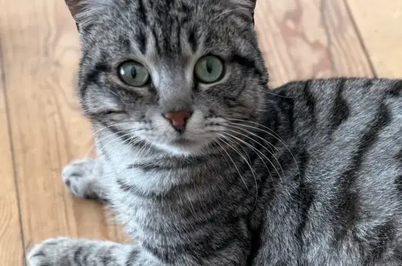 Найдена кошка, Айдаровское, фото: Найден кот, «Дон», 124, Айдаровское сельское поселение - ласковый и контактный