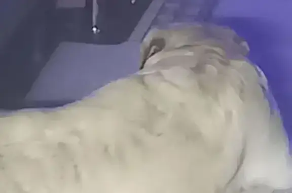 Найдена собака, Вологда, фото: Найдена собака, Слободская улица, 6, Вологда - ласковая лабрадор ретривер