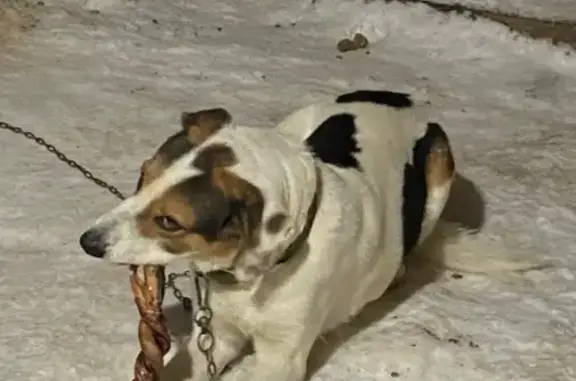 Пропала собака, проспект Ильгама Шакирова, 10, Казань - белый в пятнистый окрас и ошейник - photo