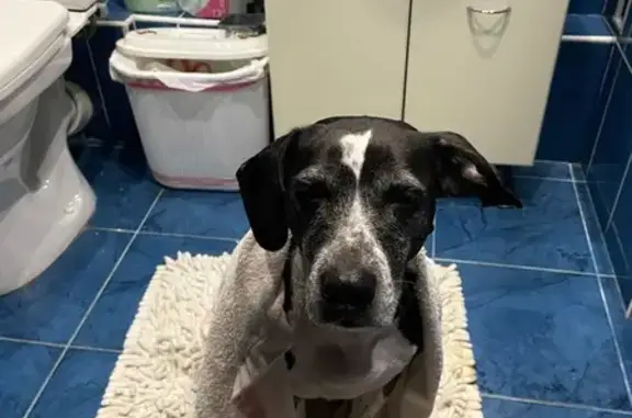 Найденные животные Саратов, фото: Найдена собака женский пол, улица Мамонтовой, Саратов - черно-белая, похожа на бигля