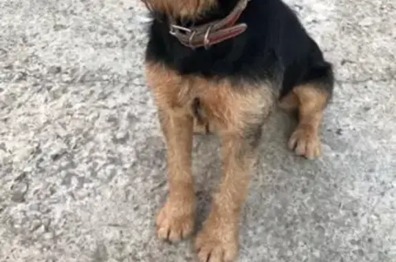 Пропал собака, Бакинская улица, Сочи - ягдтерьер с красно-коричневым ошейником - photo