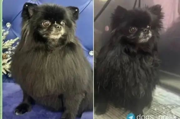 Пропала собака, Ярославское шоссе, Москва - чёрный метис шпиц и чихуахуа - photo