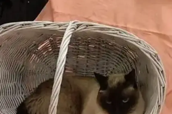 Пропал кот, Зональная Станция, Томская область - откликается на кличку Персик - photo