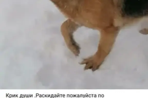 Пропала собака, Казань, Татарстан - photo