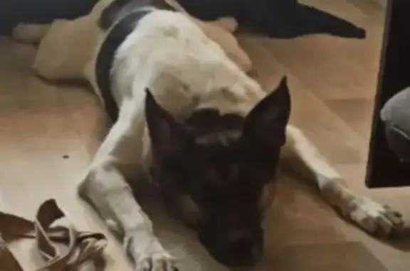 Пропал собака, Екатеринбург, Свердловская область - белый окрас с чёрными пятнами - photo