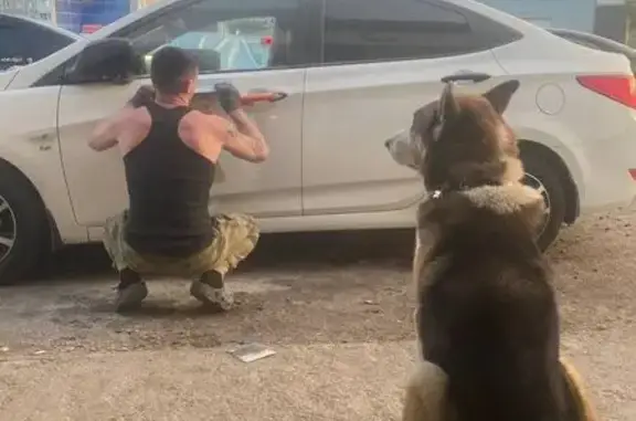 Пропала собака, Кооперативная улица, 4 к7, Мурманск - метис хаски, голубые глаза - photo