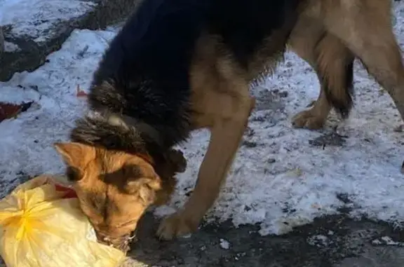 Найденные животные Владивосток, фото: Найдена собака, улица Нейбута, Владивосток - молодая овчарка