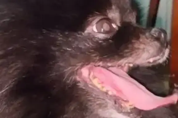 Найдена собака, Санкт-Петербург, фото: Найдена собака, Большой Сампсониевский проспект, 47, Санкт-Петербург - чёрный окрас