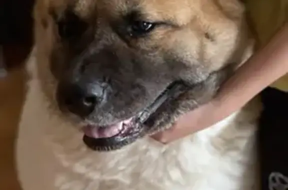 Пропала собака, женский пол, аллея Роз, 13, Высокогорское - photo