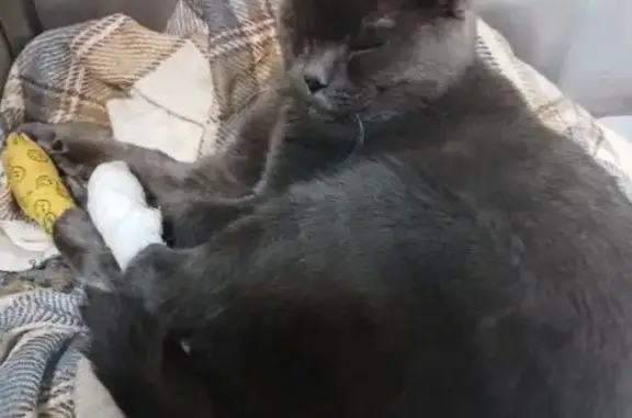 Найдена кошка, Елец, фото: Кошка найдена: Юбилейная 21, Елец